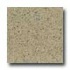 Santa Regina Architectural 16 X 16 (polished) Harvest Gold Terra